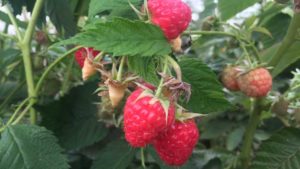 Wish Farms Boosts Product Portfolio With Raspberries