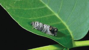 Insect Mating Disruption Strategies on the Grow in Fruit and Nut Orchards