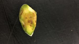 Stink Bug Threatens High-Dollar Crops in California