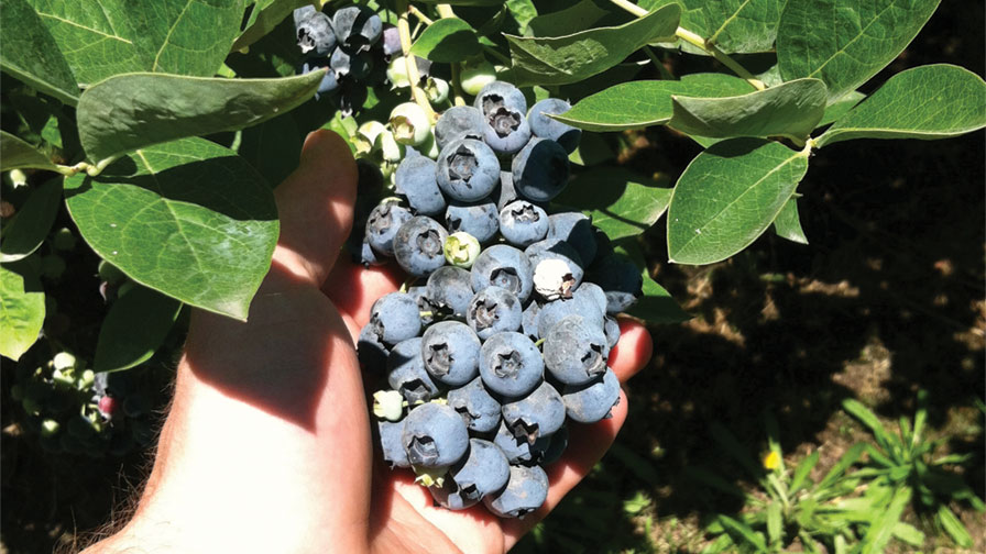 Near-Harvest Technology Now Available for Blueberries
