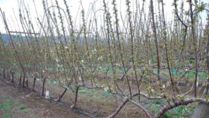 What Will Be the Next Generation of Cherry Canopies?