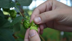 Why Hops Should Be Considered a Superfood