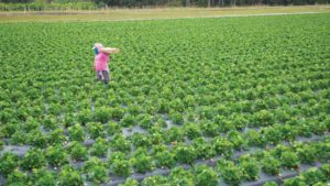 Specialty Crop Concern Feeds Need to Negotiate NAFTA Now
