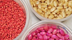 Do Fungicide- and Insecticide-Treated Seeds Boost Weeds?