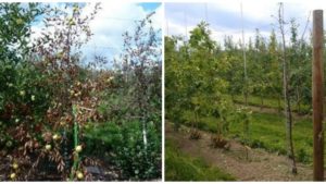 New York Growers’ Input Needed on Apple Tree Decline