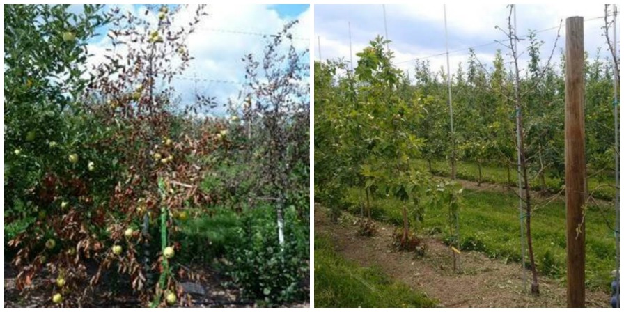 New York Growers’ Input Needed on Apple Tree Decline
