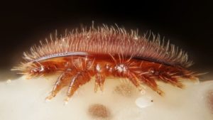 Varroa Mite Researchers Talk High Infestations in Bee Colonies