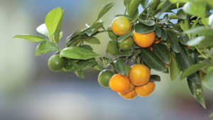 Family Citrus Farmers Face Tough Times [Opinion]