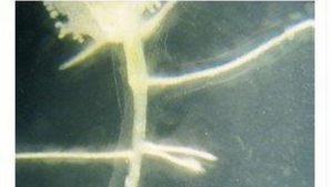 A Grower’s Perspective: Why I Use Biostimulants