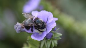 Pollination Power Couple Teaming Up for Almonds