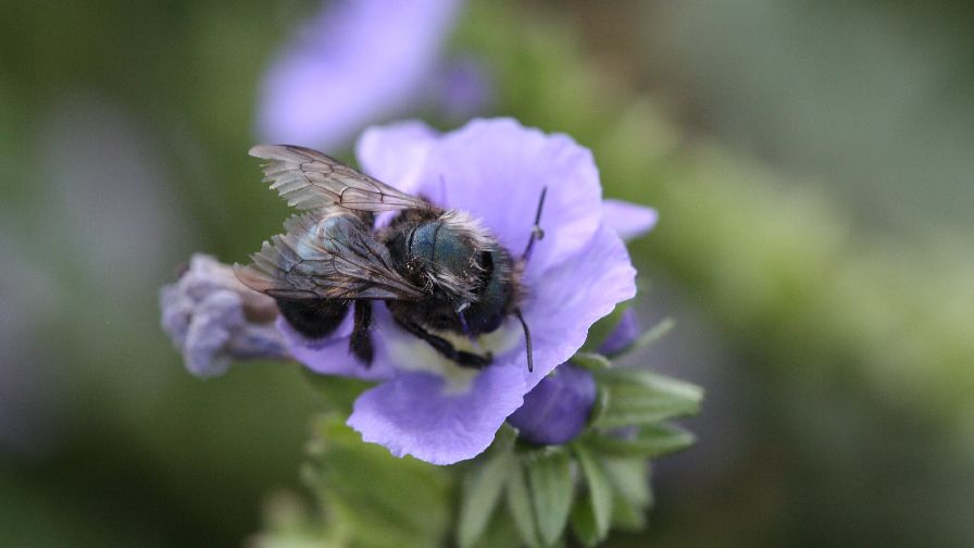 Pollination Power Couple Teaming Up for Almonds
