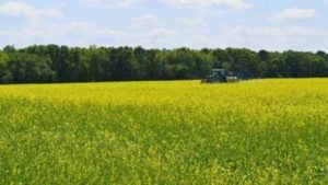 Research on Jet Fuel Cover Crop Ready for Takeoff