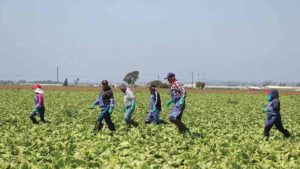 5 Facts You Might Not Know About the Farm Workforce Modernization Act