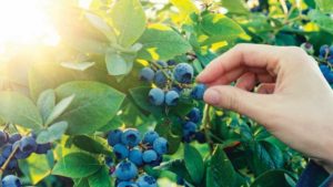 Big Wage Hike for Blueberry Pickers Blocked – For Now