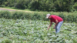 How H-2A Use Changed This Past Year [2019 State of the Vegetable Industry Report]