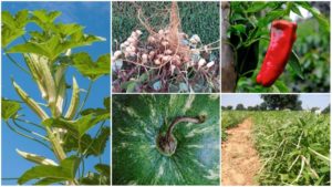 Companion Crops Lower Inputs and Increase Yields, Study Shows