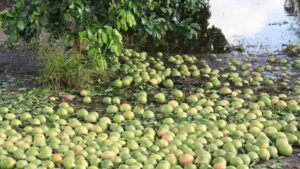 Skies Open Up for Florida Farmers Waiting on Disaster Relief