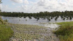 Hurricane Disaster Aid for Florida Farmers One Step Closer