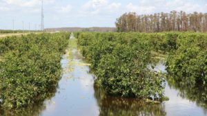 Crop Insurance Reform for Citrus Needed Now