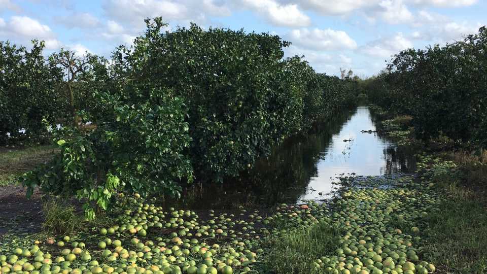 Citrus Squeezed