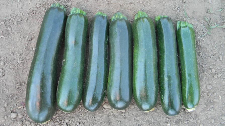 Smart Green from Golden Valley Seed