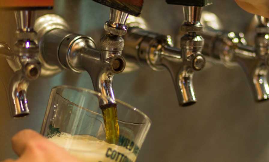 Interest Continues to Brew for Hops Grown Fresh From Florida