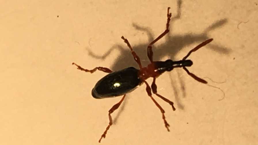 Prevent Sweet Potato Weevil From Giving You the Slip
