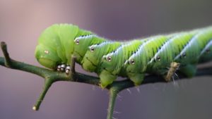 Vegetable Pest Populations Can Soar in High Tunnels, Study Shows
