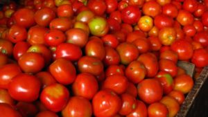 How Climate Change Is Set To Squeeze the Processed Tomato Industry
