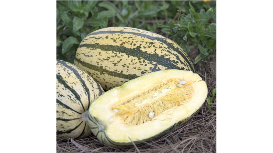 Winter Squash Sugaretti F1 from Seeds by Design