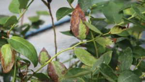 Getting to the Bottom of Bacterial Wilt in Blueberries