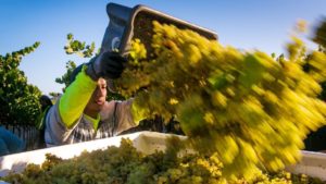 California Winegrape Supply Stabilizes