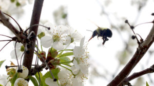 Fungicides During Bloom — the Pollination Paradox