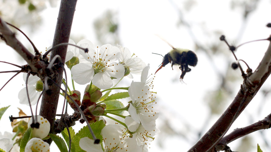 Fungicides During Bloom — the Pollination Paradox