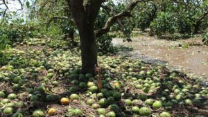 Florida Citrus Hurricane Recovery Getting Extra Boost