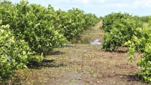 Florida Citrus Associations Sharpen Focus on Industry Recovery