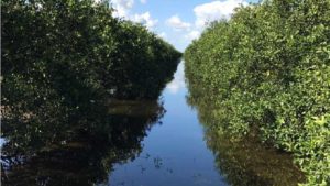 Are We There Yet? Florida Citrus Growers Want to Know
