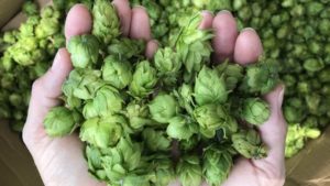 When it Comes to Growing, Florida Farmers Never Say Never