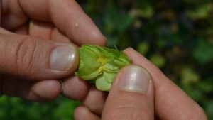 The Quest for Growing New Hops in Florida Continues