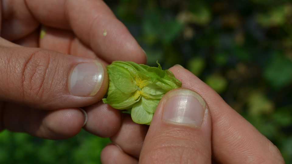 closeup look at hop resins