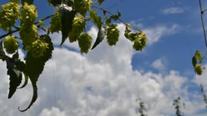 Cheers to 10 Years of Growing Hops in Florida
