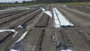 Vegetable Plantings Swamped by Hurricanes? Here Is Some Guidance for Reducing Loss