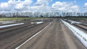Flogged Fields