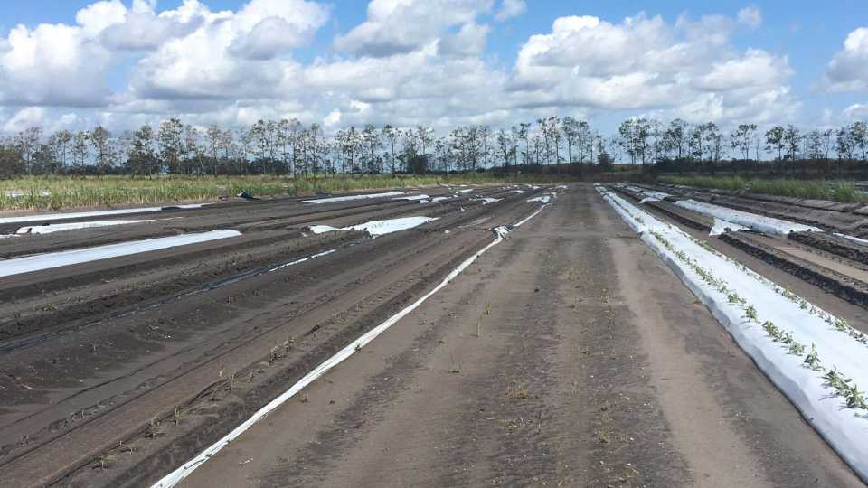 Flogged Fields