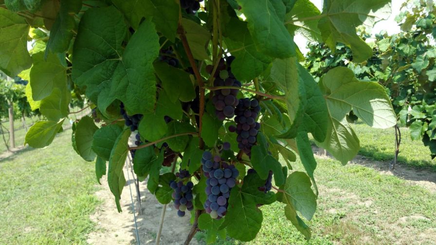 New England Researchers Study Viability of Seedless Table Grapes Varieties