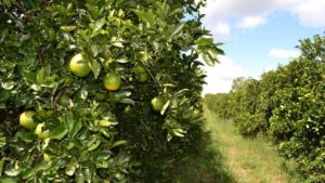 Trick or Treat? What the Forecast Looks Like for Florida’s 2023-2024 Citrus Season