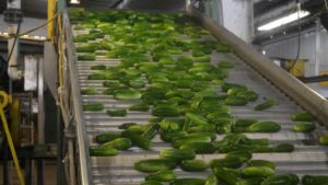 Reports Confirm Mexican Produce Imports a Crush to Florida Farmers