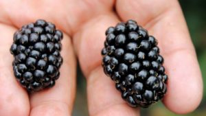Big Opportunity in Berries? Favor the Flavor