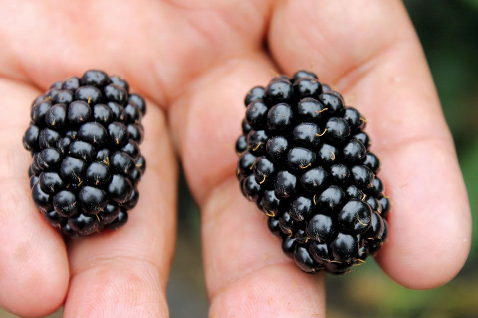 Big Opportunity in Berries? Favor the Flavor