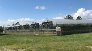 Taking Stock of Florida Citrus After the Storm